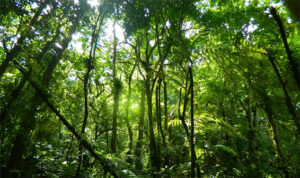 floresta amazonica